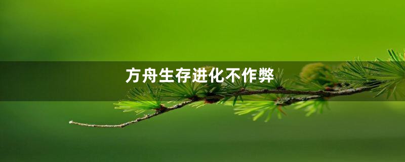 方舟生存进化不作弊