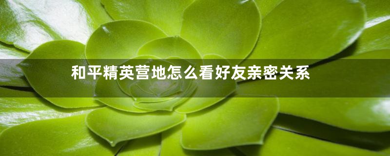 和平精英营地怎么看好友亲密关系