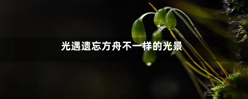 光遇遗忘方舟不一样的光景