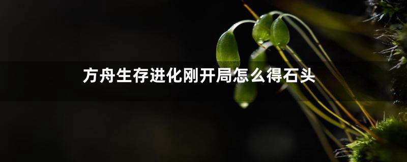方舟生存进化刚开局怎么得石头