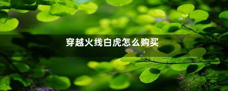 穿越火线白虎怎么购买