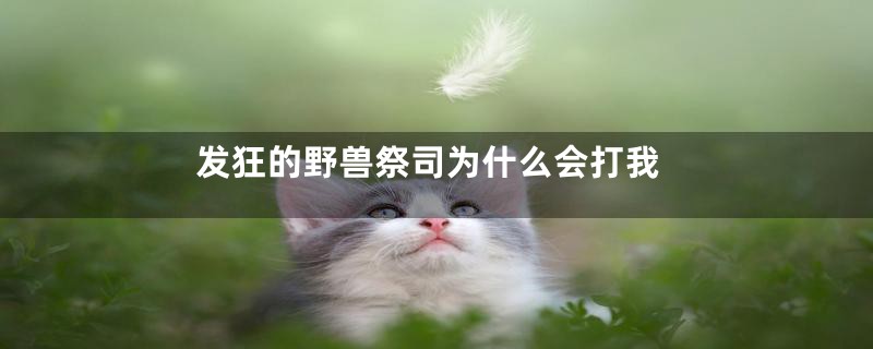 发狂的野兽祭司为什么会打我