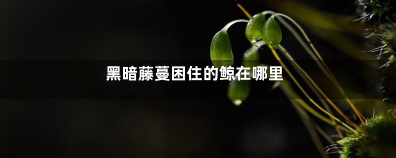黑暗藤蔓困住的鲸在哪里