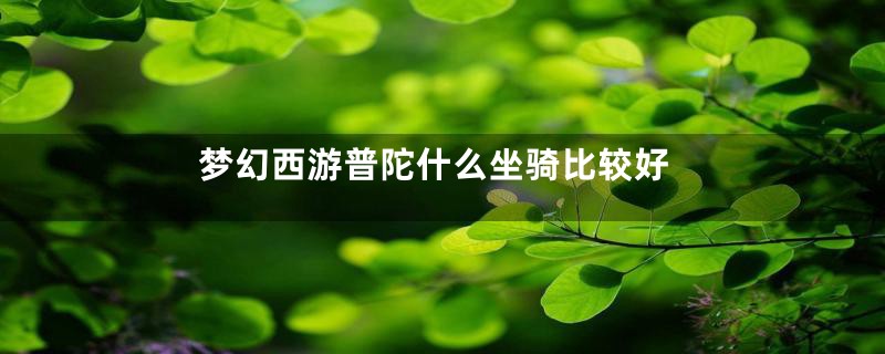 梦幻西游普陀什么坐骑比较好