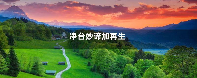 净台妙谛加再生