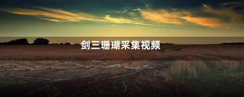 剑三珊瑚采集视频