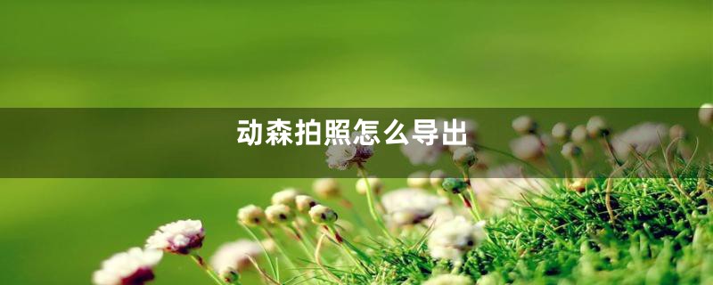 动森拍照怎么导出