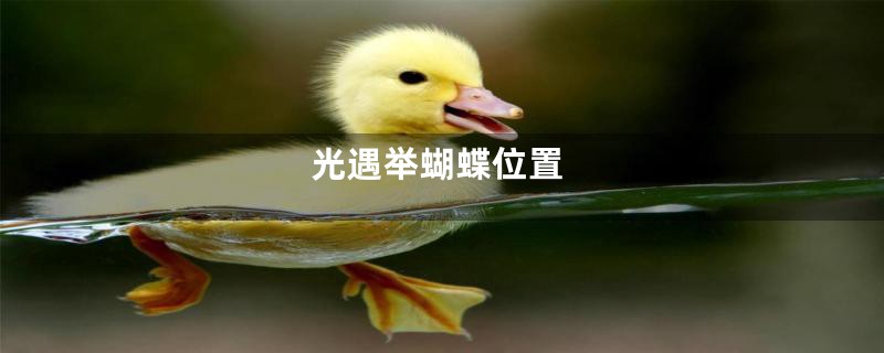 光遇举蝴蝶位置
