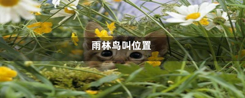 雨林鸟叫位置