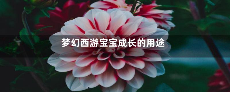梦幻西游宝宝成长的用途