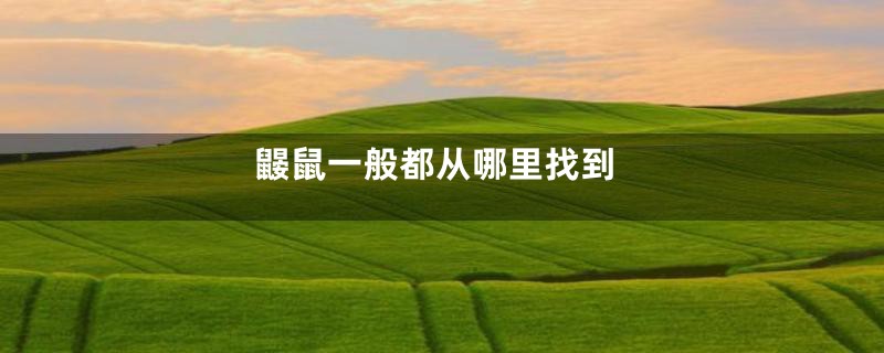 鼹鼠一般都从哪里找到