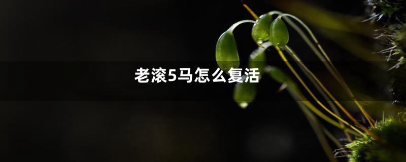 老滚5马怎么复活