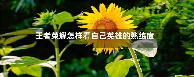 王者荣耀怎样看自己英雄的熟练度